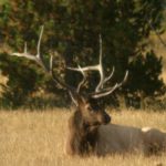 bull-elk bull-elk