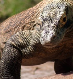 dragon